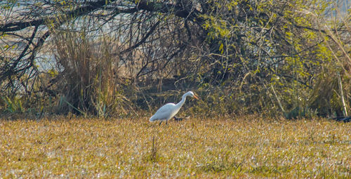Side view of a bird on grass