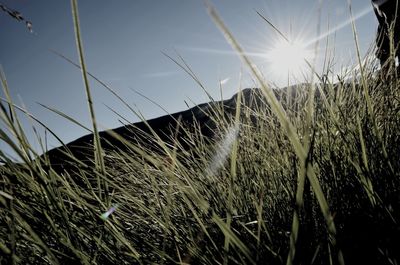 Scenic view of grassy field against sky