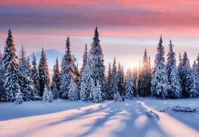 Purple sky. majestic landscape with forest at winter time. scenery background.