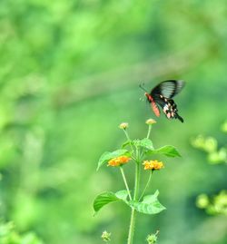 Close-up of insect pollinating on flower