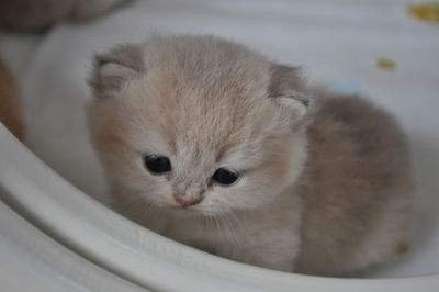 Close-up portrait of cat