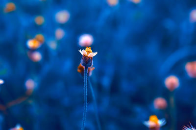 Close-up of blue flowering plant