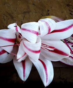 High angle view of pink roses