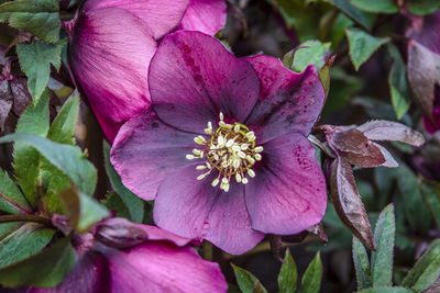 Close-up of pink flowers