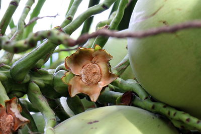 Close-up of fruit growing on plant