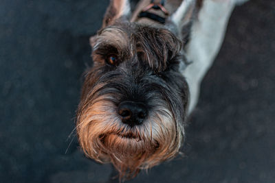 Close-up portrait of dog