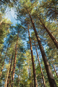 Low angle view of trees in forest