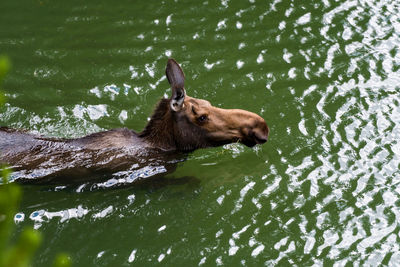 View of moose in water