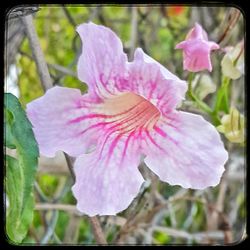 Close-up of pink flower blooming outdoors