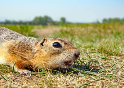 Close-up of squirrel on field