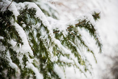 Close-up of pine tree during winter