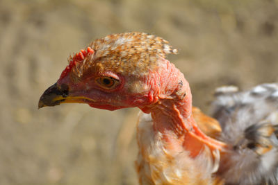 Close-up of bird