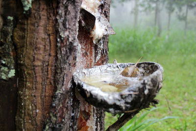 Close-up of fountain on tree trunk