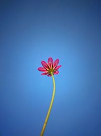 Pink flower 