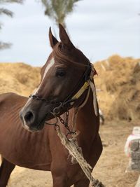 Horse standing on field