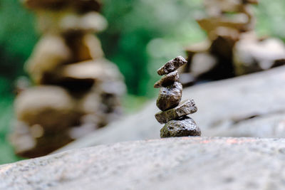 Close-up of lizard on rock