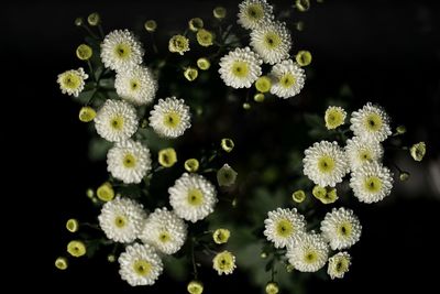 Close-up of white daisy flowers