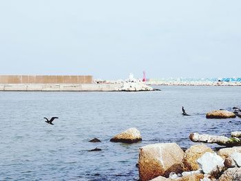 Seagulls flying over sea against clear sky