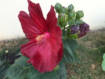 Close-up of red hibiscus flower