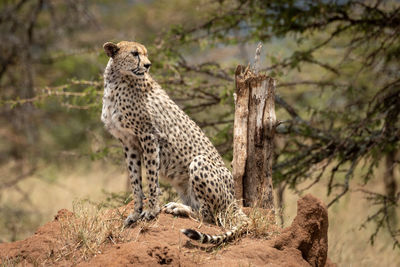 Cheetah sits on termite mound among acacias