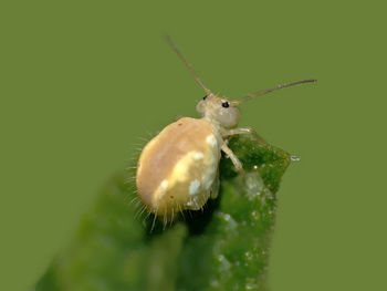 Close-up of insect