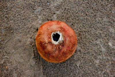 High angle view of orange fruit on land