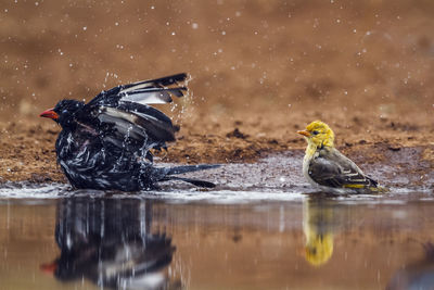 Close-up of bird in lake