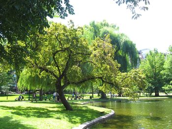 Trees in park against sky