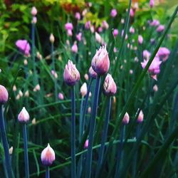 Close-up of pink flowering plant on field