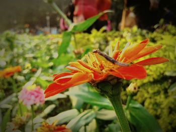 Close-up of orange day lily blooming outdoors