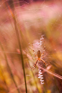 Close-up of spider web