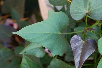 Close-up of fresh green leaves