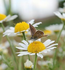 Close-up of butterfly perching on flower