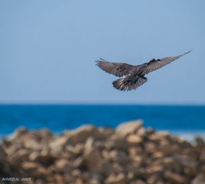 Seagull flying over sea against clear sky