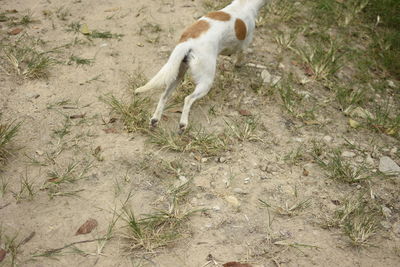 High angle view of dog on field