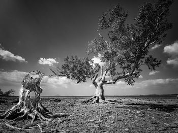 Tree on field against sky