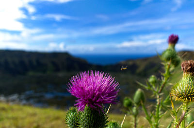 Close-up of purple thistle flowers against sky
