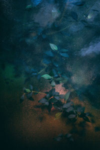 Fish swimming in sea