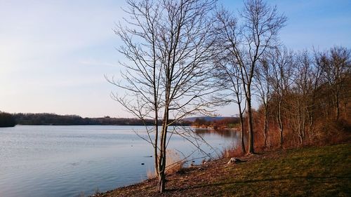 Bare trees by calm lake