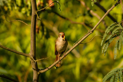 Close-up of bird perching on tree branch