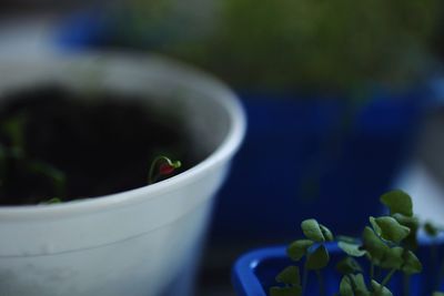 Close-up of potted plant