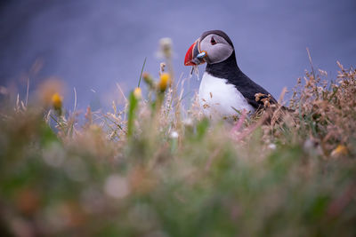 Puffin perching on field