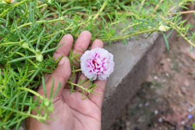 High angle view of hand holding pink flowering plant