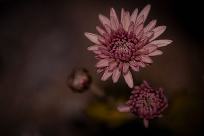 Close-up of pink flowering plant on field