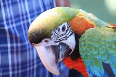 pet