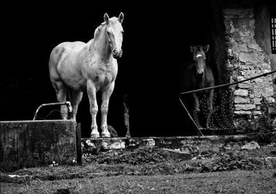 Horse outdoors