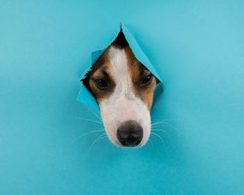 Close-up of dog against blue background