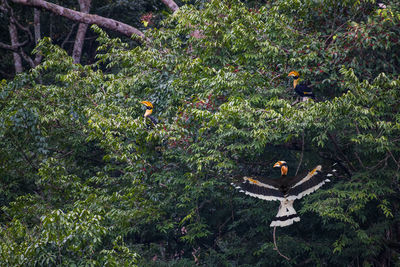 High angle view of fruits growing on tree