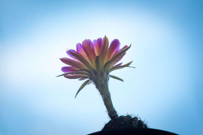 Close-up of pink flowering plant against clear blue sky