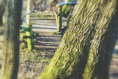 Moss growing on tree trunk